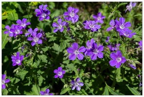 20180626-1253-Geranium des pres Au lac de Gaube