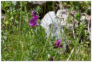 20180626-1260-Vesce des Pyrenees Au lac de Gaube