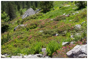 20180626-1263-Rhododendrons Au lac de Gaube