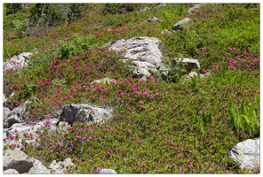 20180626-1264-Rhododendrons Au lac de Gaube