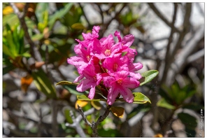 20180626-1271-Rhododendrons Au lac de Gaube