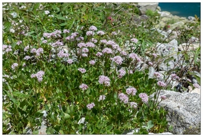 20180626-1278-Valeriane des Pyrenees Au lac de Gaube