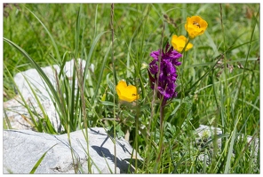 20180626-1296-Orchidee sauvage Au lac de Gaube