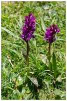 20180626-1297-Orchidee sauvage Au lac de Gaube