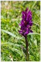 20180626-1299-Orchidee sauvage Au lac de Gaube