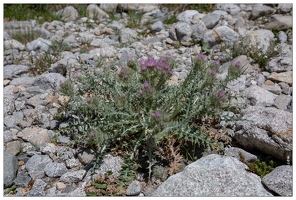 20180626-1317-Chardon fausse carline Au lac de Gaube