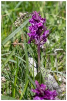 20180626-1322-Orchidee sauvage Au lac de Gaube