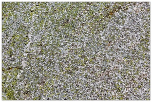 20180626-1325-Lichens Au lac de Gaube Lichen