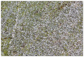20180626-1325-Lichens Au lac de Gaube Lichen