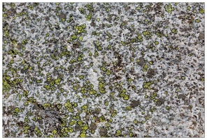 20180626-1327-Lichens Au lac de Gaube Lichen