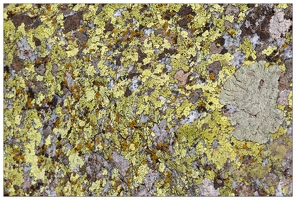 20180626-1328-Lichens Au lac de Gaube Lichen