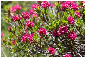 20180626-1349-Rhodendrons Au lac de Gaube