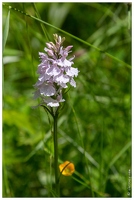 20180630-1767-Orchis tachete Plateau Bernazau