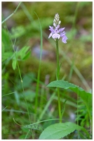 20180701-1814-Dactylorhiza maculata Vallee d Arrens