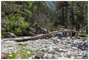 20180626-1303-Au lac de Gaube Arbre mort