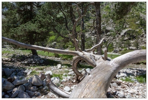 20180626-1305-Arbre mort Au lac de Gaube