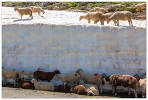 20180625-1213-Mouton au frais Vallee des Especieres