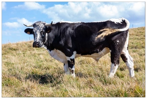 20180917-039 2822-Chemin des cretes Vache vosgienne