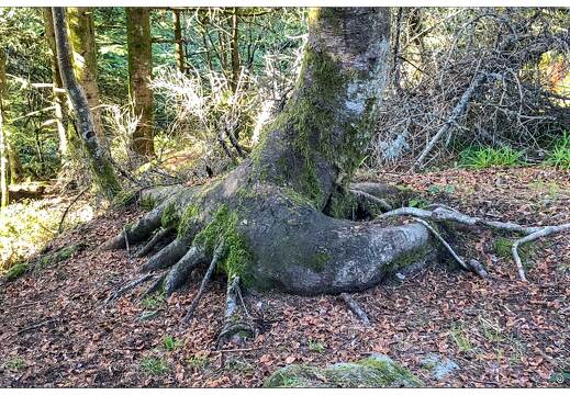 20180926-012 4354-A la Tete de Merelle Gerardmer