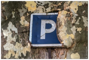 20180929-050 4476-Turckheim Pancarte dans arbre