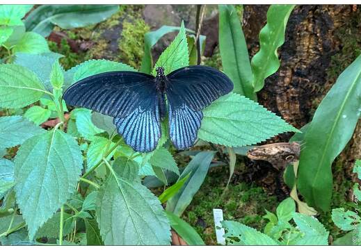 20190228-6212-Papillon