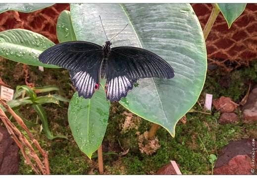 20190228-6213-Papillon