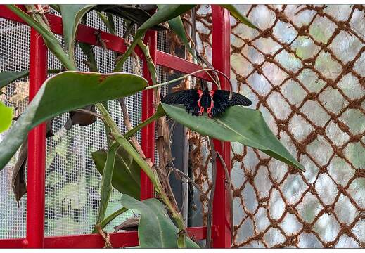 20190228-6215-Papillon