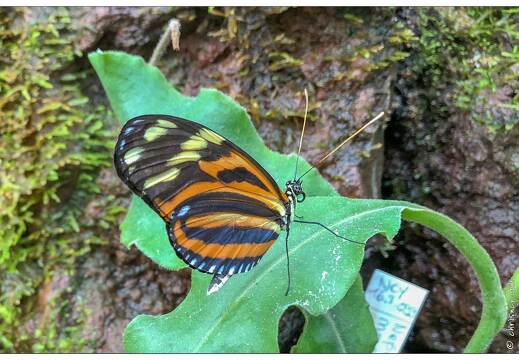 20190228-6220-Papillon