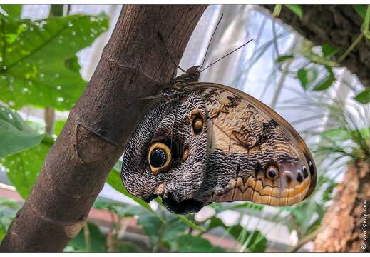 20190228-6218-Papillon