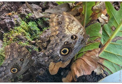 20190228-6221-Papillon