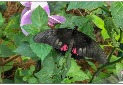 20190228-6229-Papillon