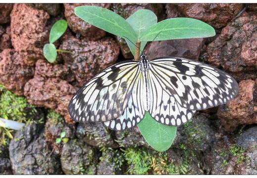 20190228-6226-Papillon