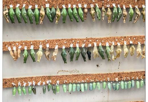 20190228-6231-Papillon