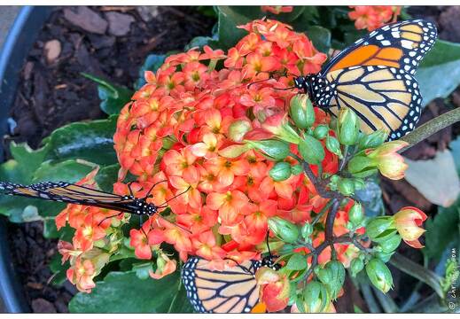 20190228-6230-Papillon