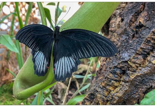 20190228-6235-Papillon