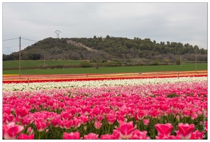 Tulipes à La Brillanne