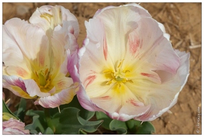 20190401-4902-La Brillanne Tulipes