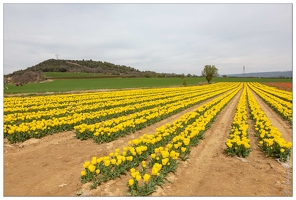 20190401-4915-La Brillanne Tulipes