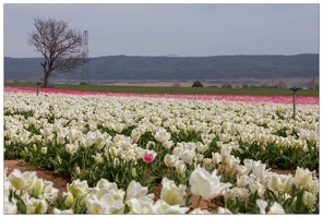 20190401-4931-La Brillanne Tulipes