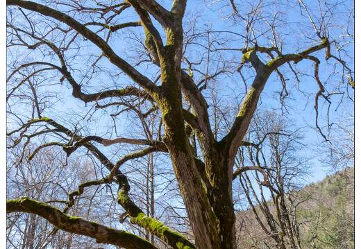 20190405-19 5152-Abbatiale de Lure