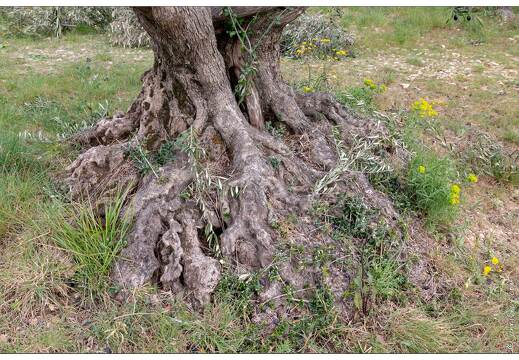 20190405-94 5255-Manosque A la tour du Mont d'Or