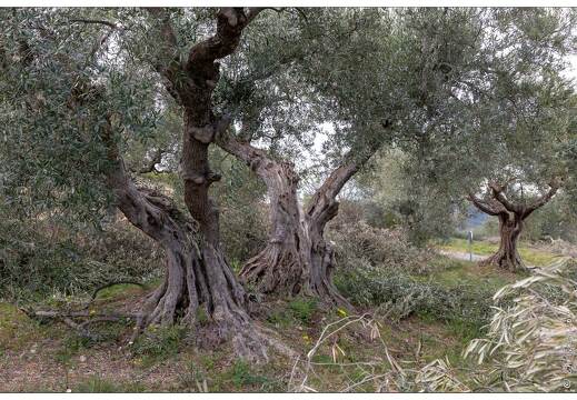 20190405-95 5260-Manosque A la tour du Mont d'Or