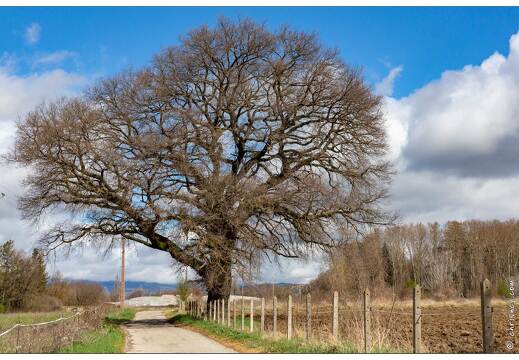 20190404-01 4981-Niozelles Chene