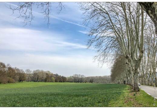 20190402-06 6539-Cereste Champ de narcisses pas encore fleuris et route provencale