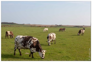20190415-13 5680-Vaches Criquebeuf en Caux