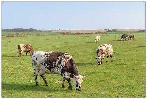 20190415-14 6808-Vaches Criquebeuf en Caux