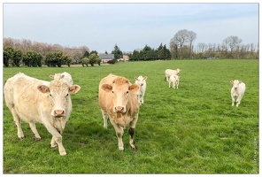 20190415-15 6825-Les Loges vaches normandes