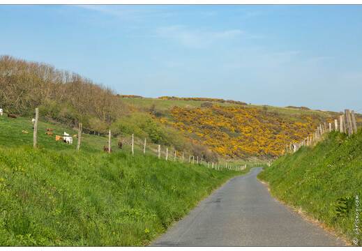 20190419-33 6195-Saint Martin aux Buneaux vaches normandes