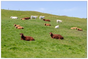 20190419-40 6196-Saint Martin aux Buneaux vaches normandes