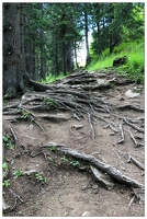 20190815-09 8119-La Clusaz Chemin Tete du Danay